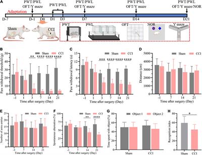 Identification of potential key circular RNAs related to cognitive impairment after chronic constriction injury of the sciatic nerve